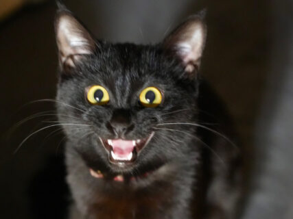 「ニャーッ」と鬼のような形相で飼い主に迫る黒猫ちゃん→実はかまって欲しい甘えん坊さんだった
