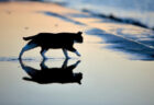 幻想的なマジックアワーのひと時に現れた1匹の猫→冬なのに川へ向かって歩いていく理由とは？