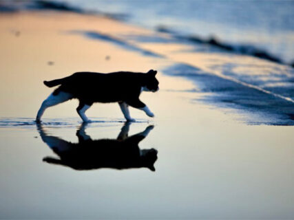 幻想的なマジックアワーのひと時に現れた1匹の猫→冬なのに川へ向かって歩いていく理由とは？