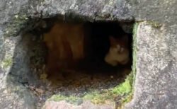 猫にとっては冬の秘密基地？式根島の温泉近くにある「湯加減の穴」で暖をとるネコの姿が微笑ましい