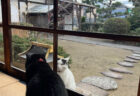 法要をサボった猫ちゃん、お寺に戻ってきたところを別の猫に見つかってしまう（兵庫・不徹寺）