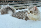 生まれて初めて雪を見たモフモフの猫ちゃん、降り積もる雪に半分埋もれてしまった姿が可愛すぎる