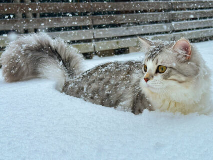 生まれて初めて雪を見たモフモフの猫ちゃん、降り積もる雪に半分埋もれてしまった姿が可愛すぎる
