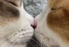 まるでルビンの壺？鼻キスしたまま眠る猫の姿に「10万いいね」→あまりの密着ぶりに呼吸を心配する声が寄せられる