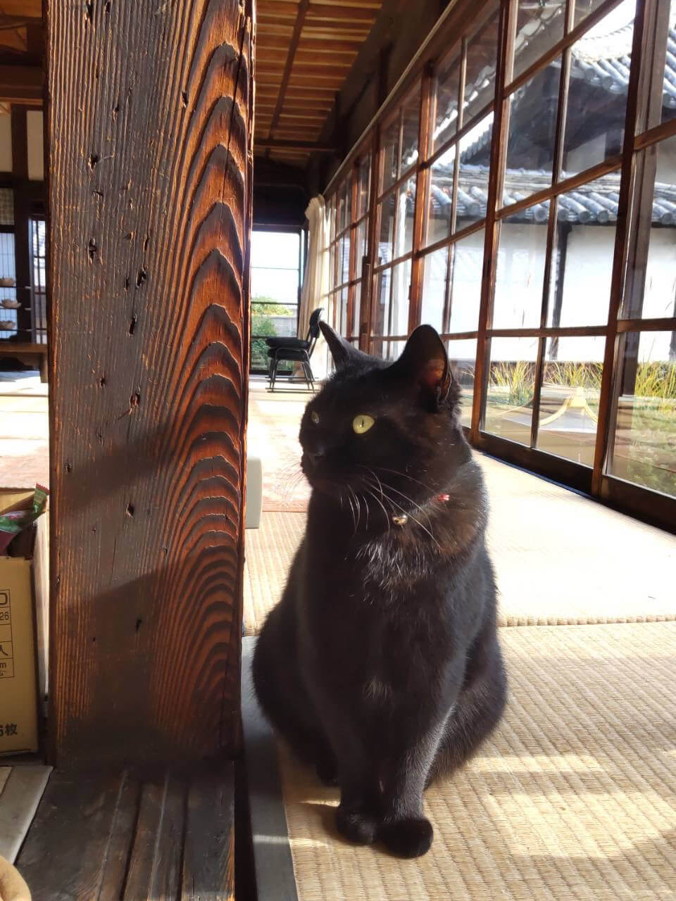 松壽山不徹寺で室内を警戒する黒猫