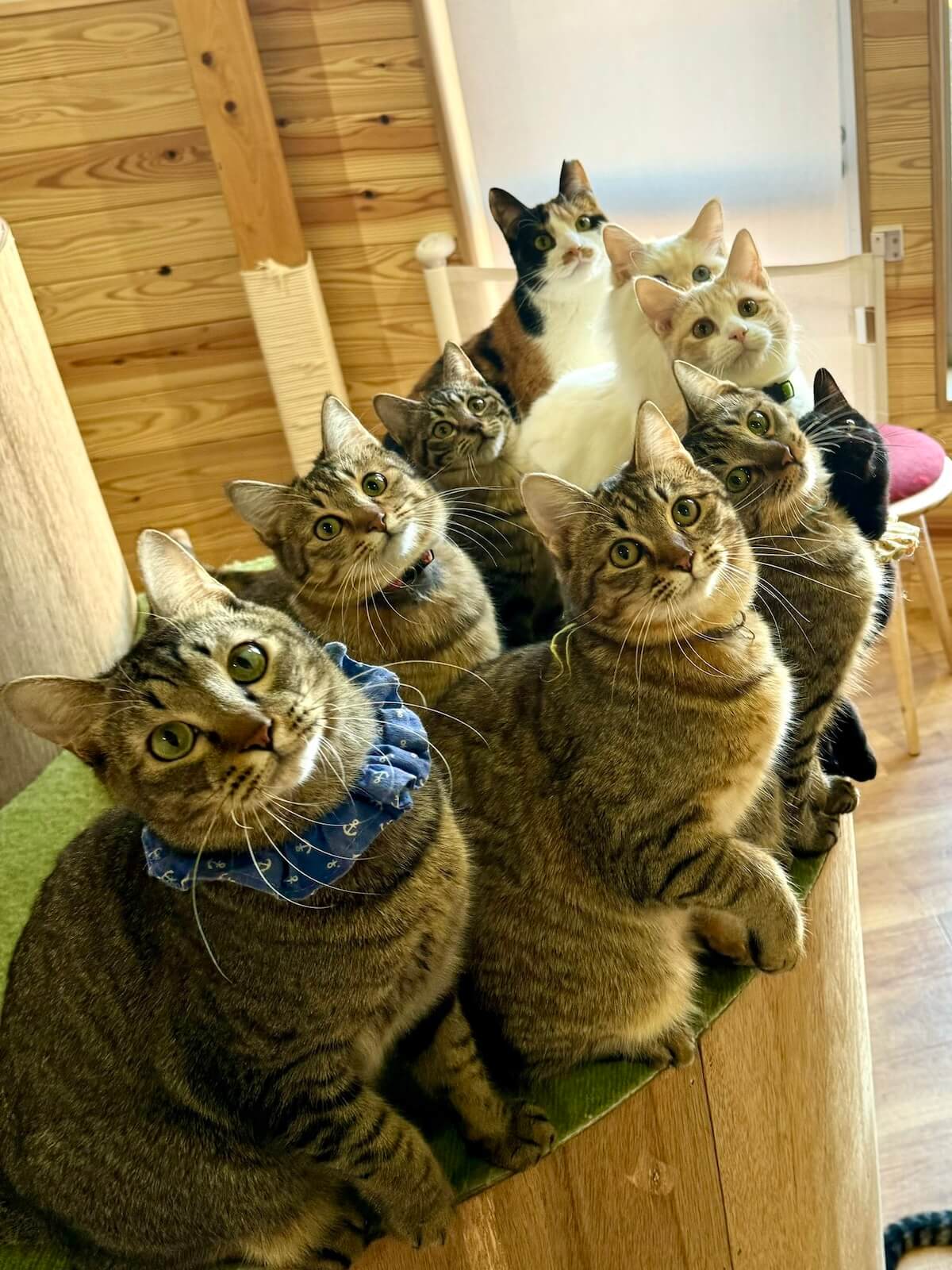 全員が同じ方向を向く9匹の保護猫 by necobokko CAFE