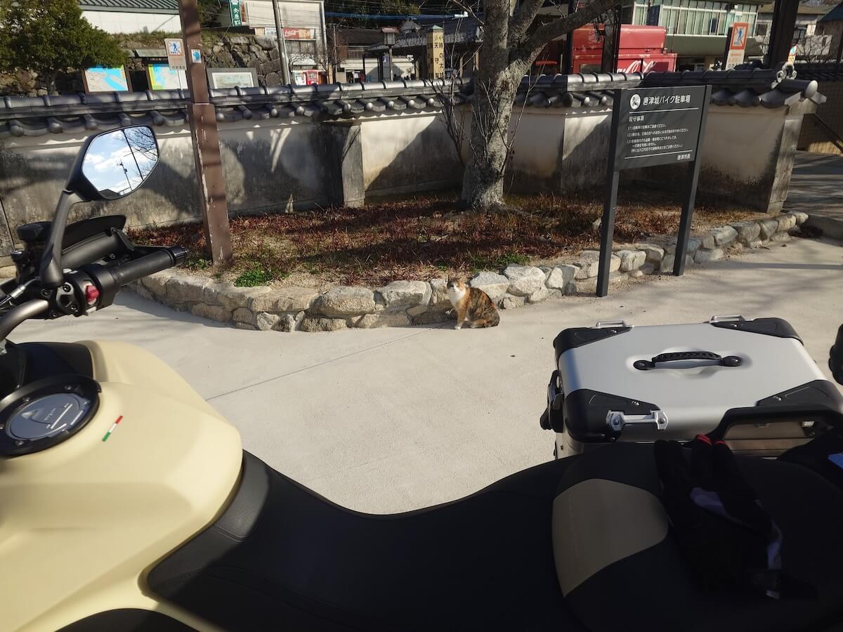 佐賀県にある唐津城の駐車場で出会った三毛猫