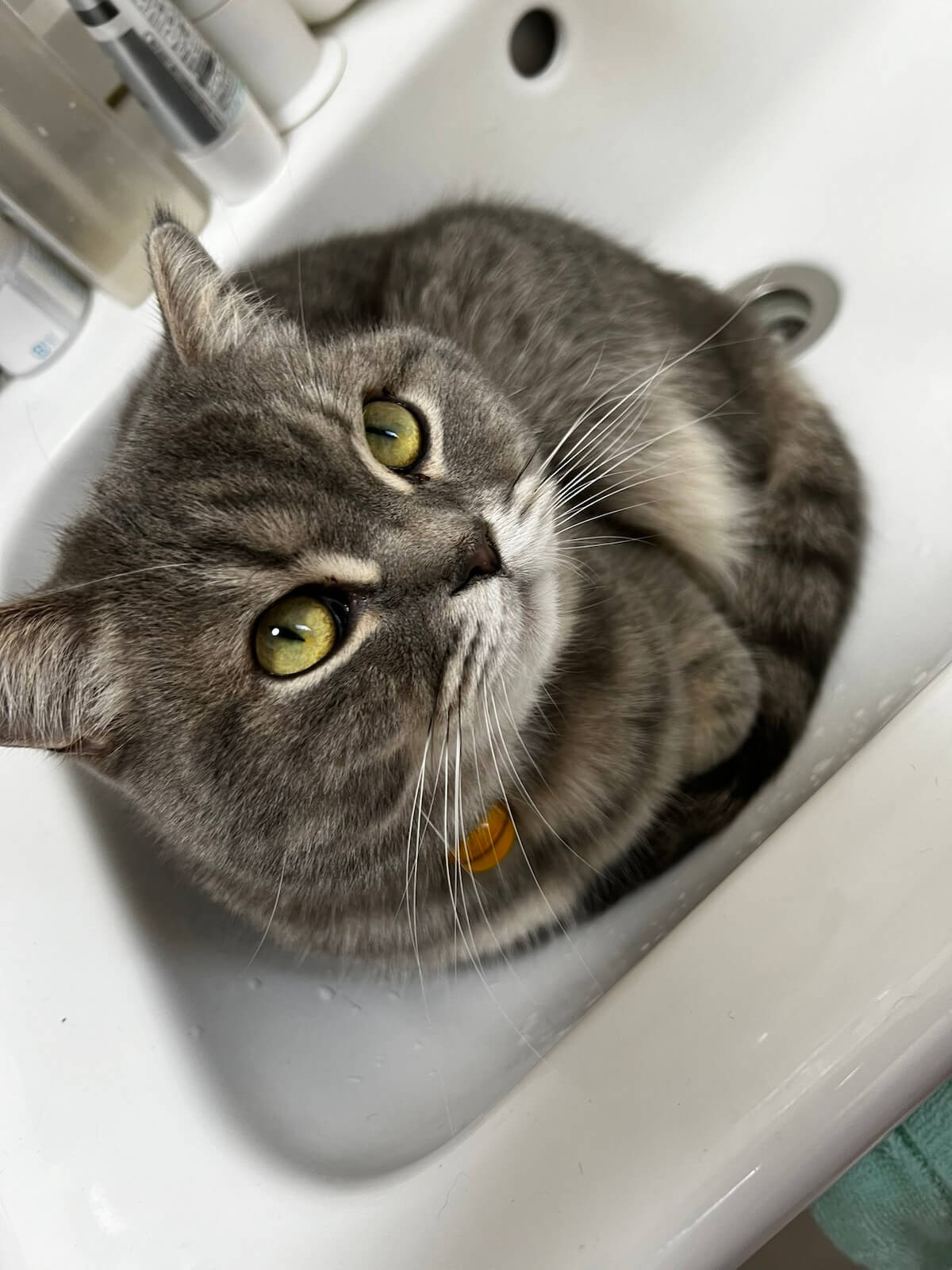 洗面台のシンクに座って手を洗わせない猫