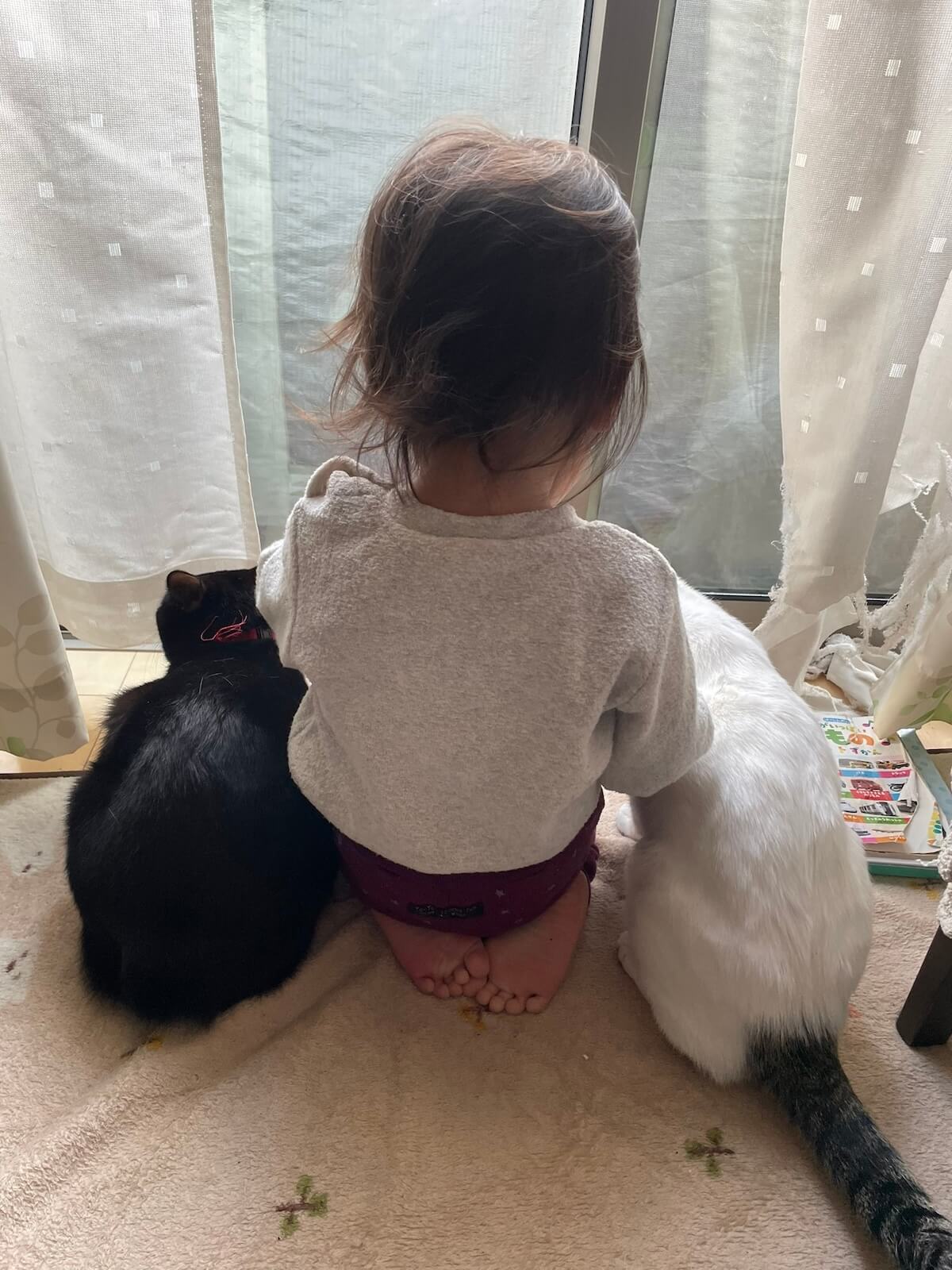 1歳児と一緒に過ごす白猫と黒猫