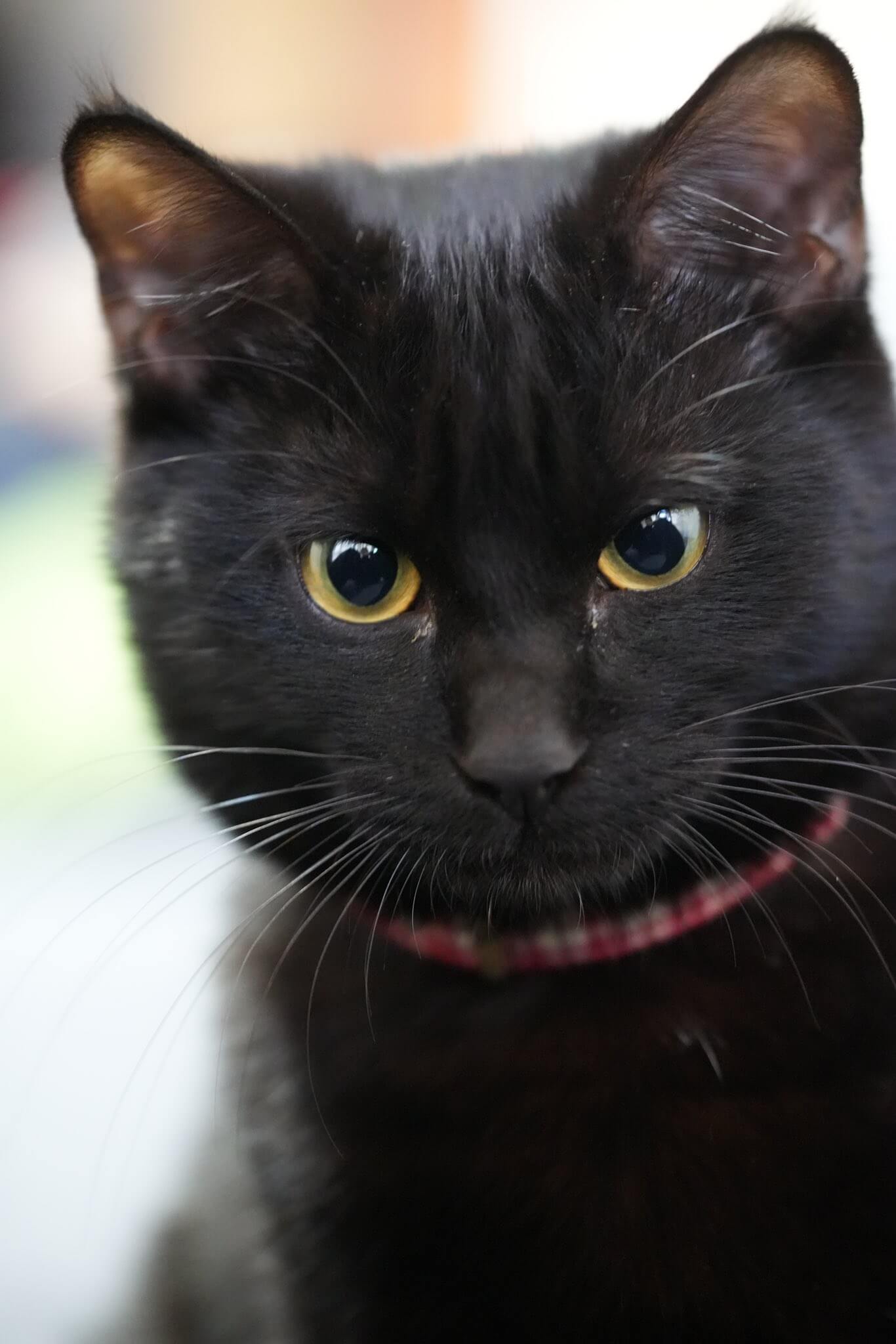 怒ったような表情をする黒猫