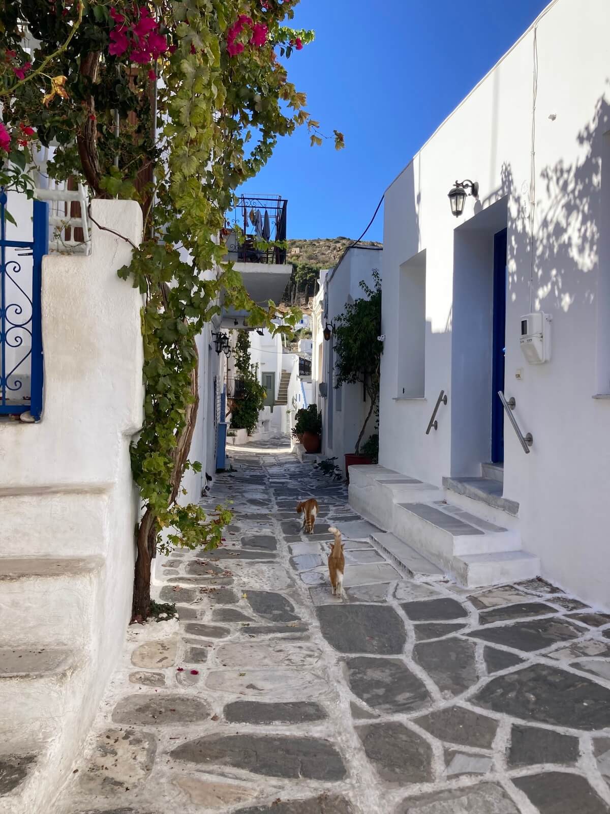 ギリシャ・パロス島の街中を歩く猫たち