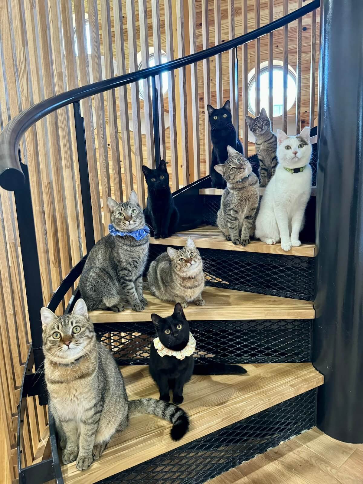 necobokko CAFEの螺旋階段で撮影した猫スタッフの集合写真