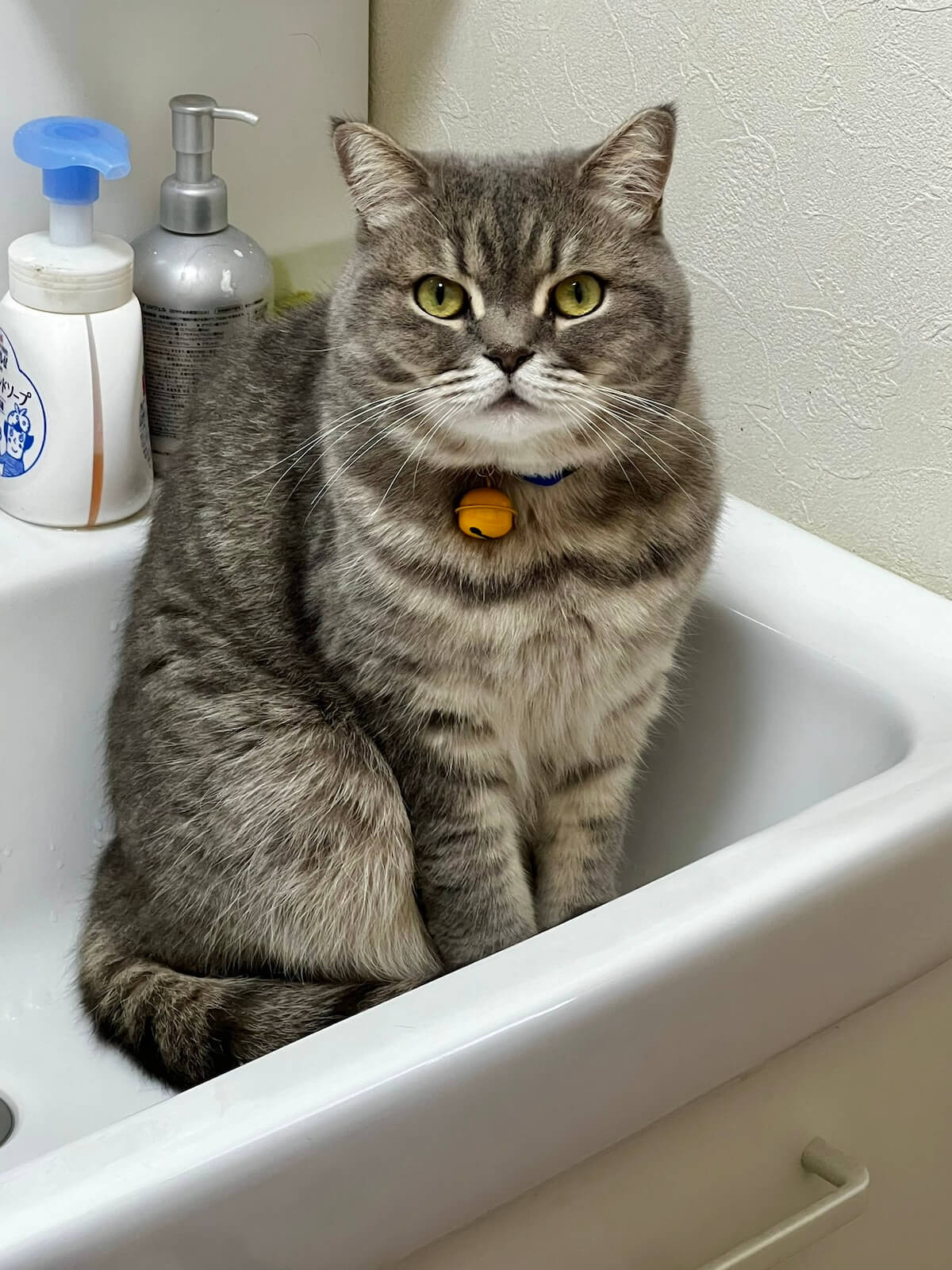 洗面台のシンクの中に座る猫、ブリティッシュショートヘアのいわしくん