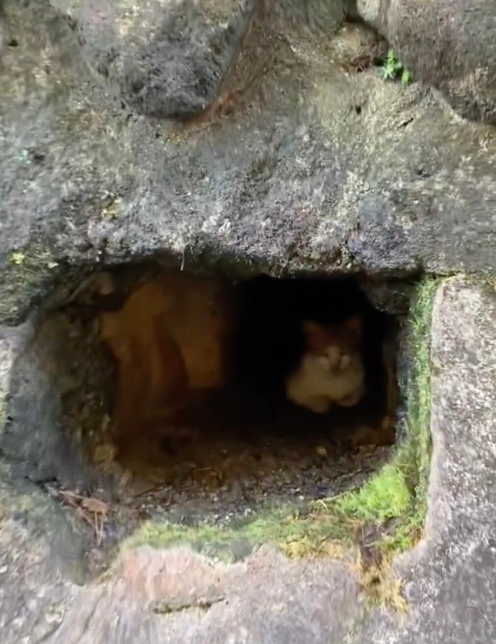 地鉈温泉にある湯加減の穴で暖を取る野良猫の姿