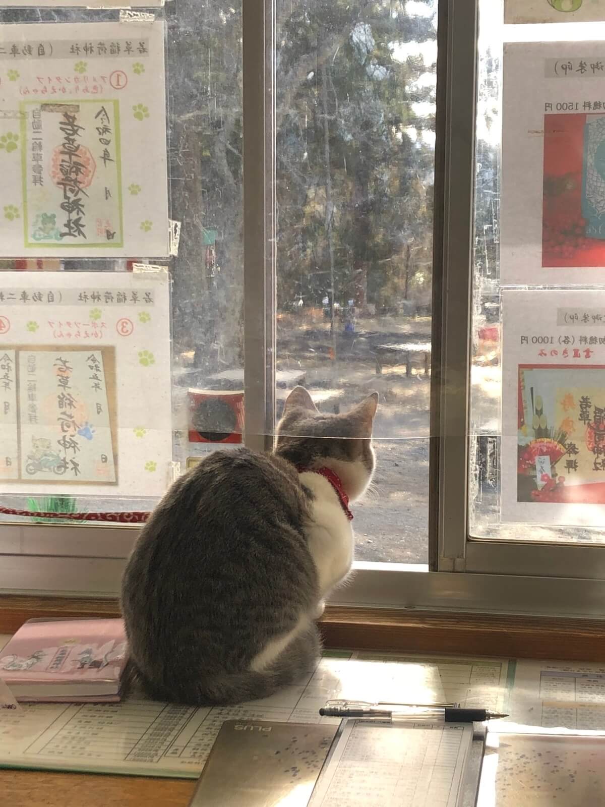 参拝客がやってくるのを受付で待つ猫 in 若草稲荷神社