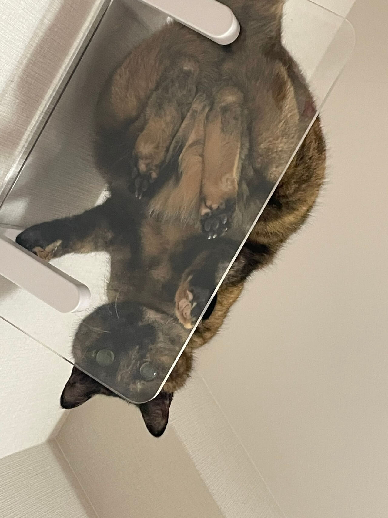 インフルエンザで寝込んでいる飼い主を、透明キャットステップの上から見下ろすサビ猫