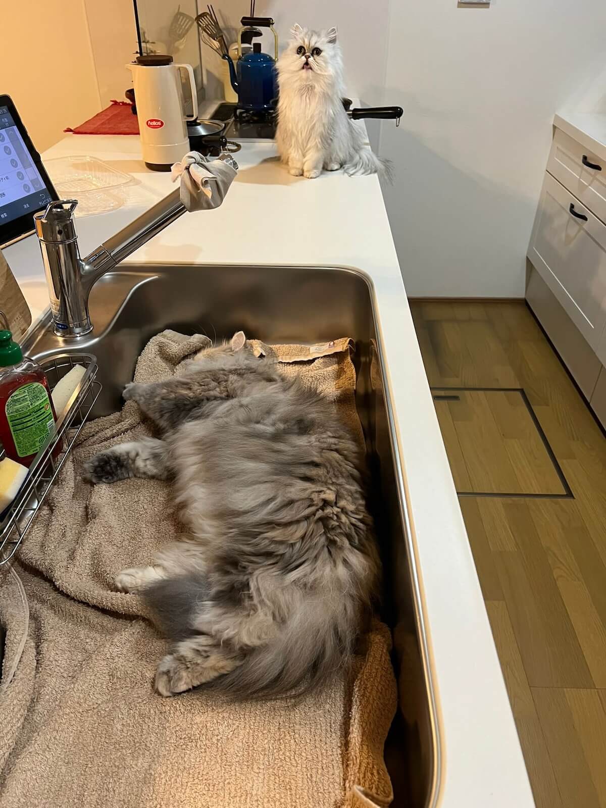 キッチンのシンク（流し台）で寝転ぶ猫