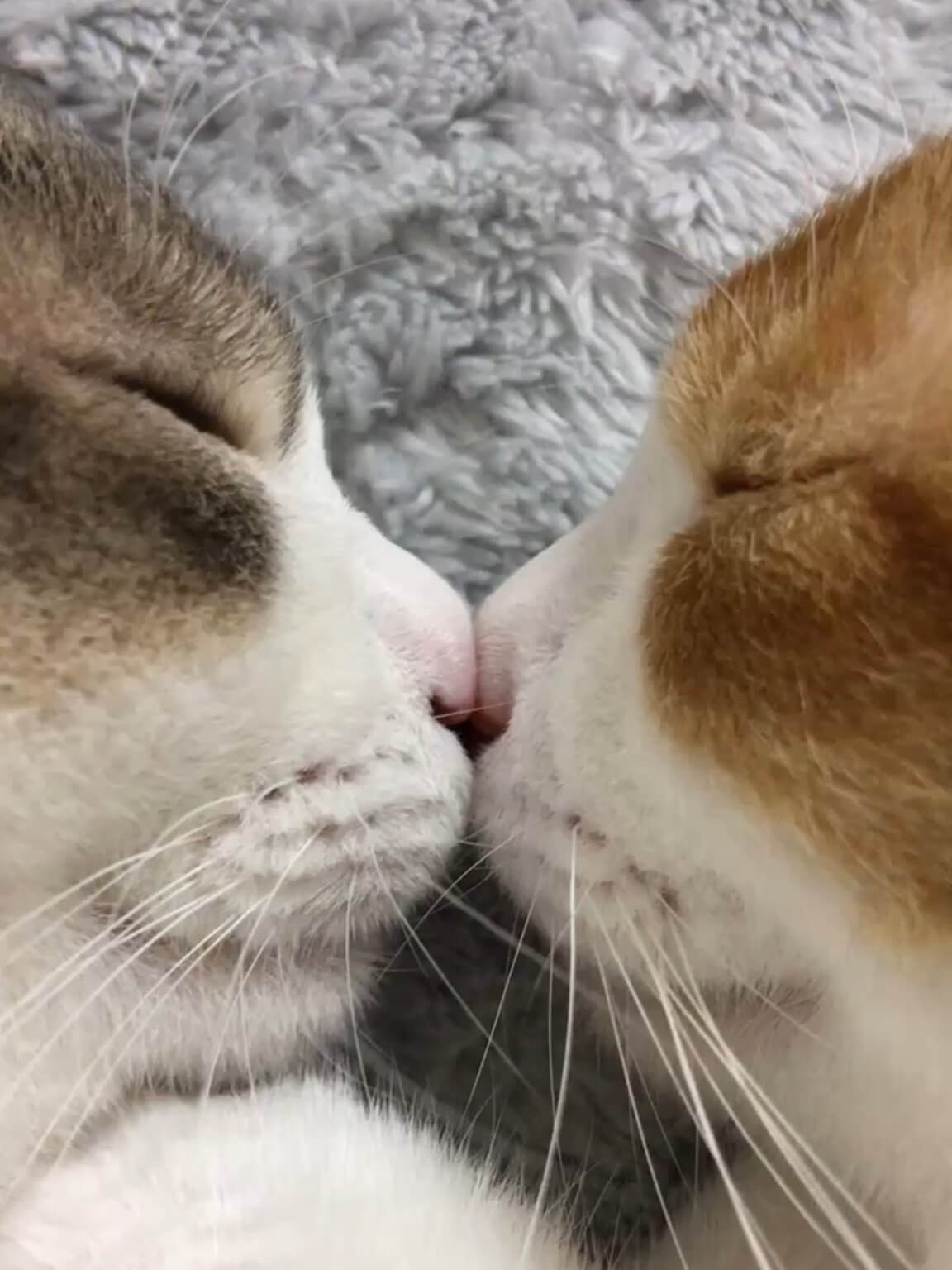 鼻をくっつけ合って鼻キスしたまま眠る2匹の猫