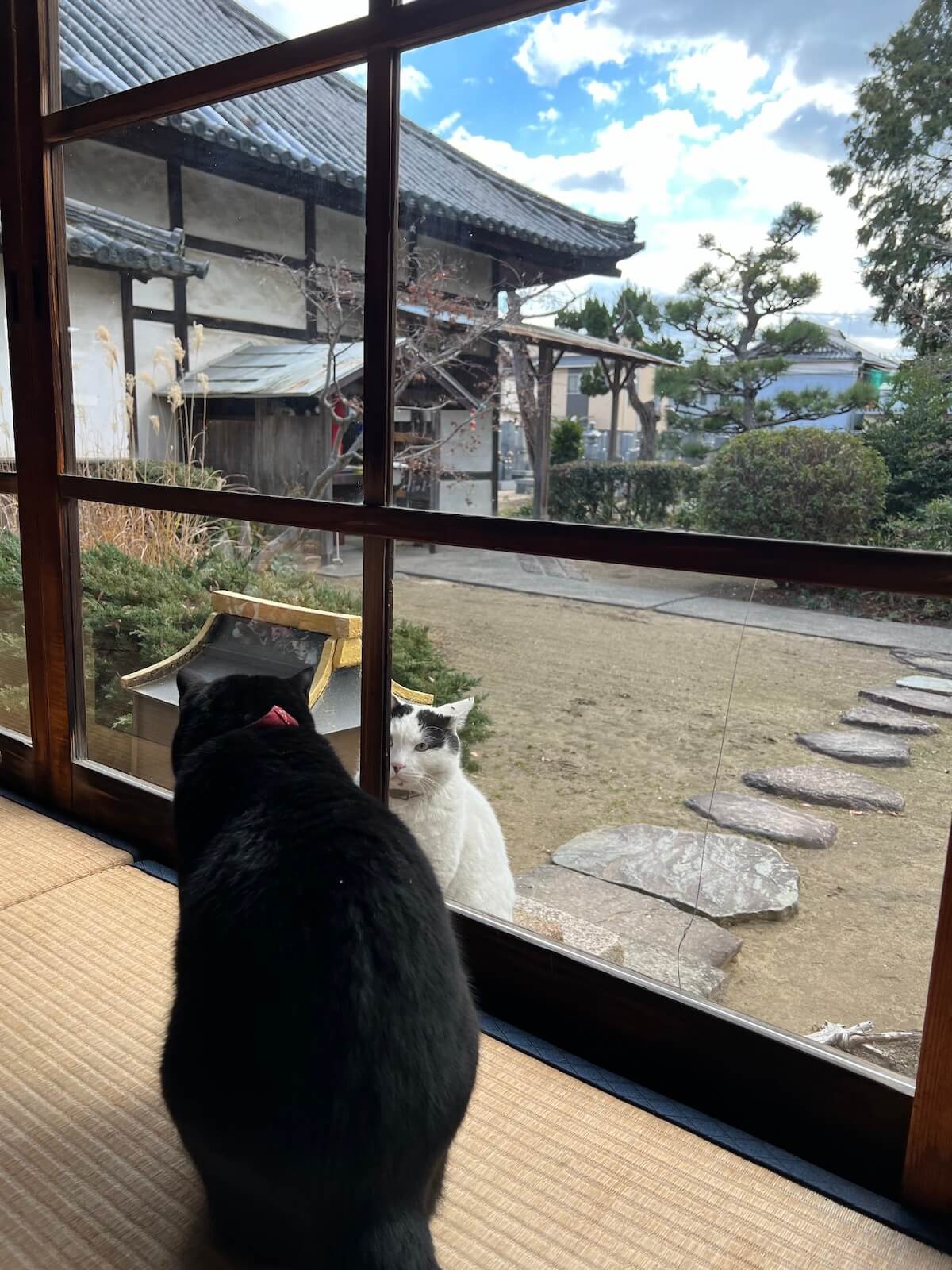 窓越しに見つめ合う法要に参加した猫と、法要をサボった猫 in 不徹寺