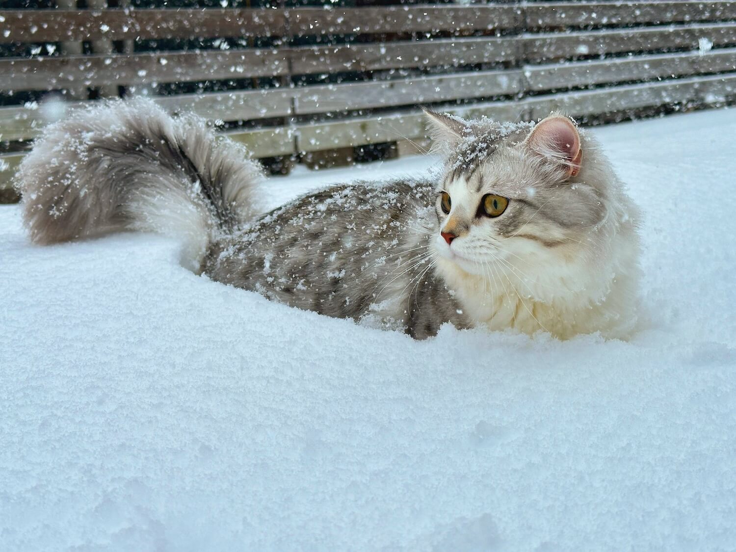 雪に体が半分埋まった猫（足長マンチカン）の写真