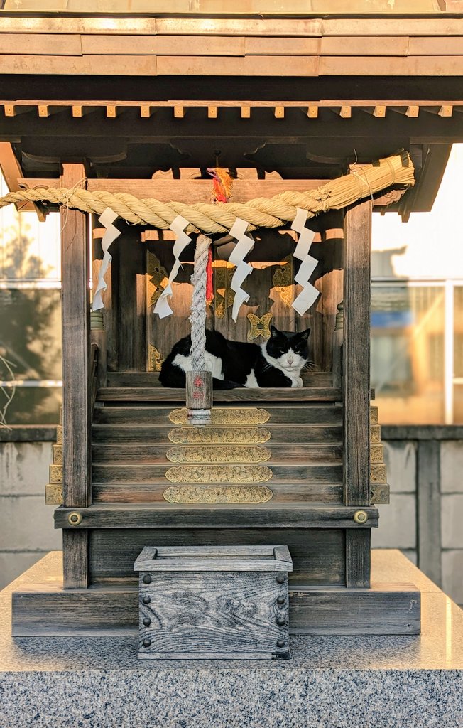 神社の祠の中で鎮座する黒白猫