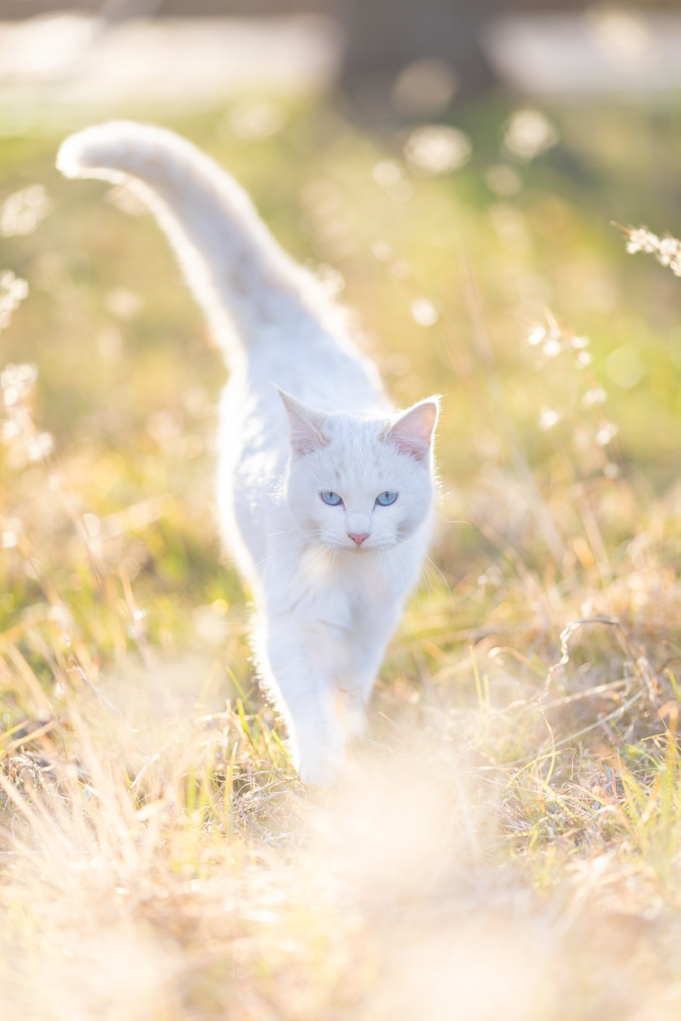 光り輝く平原の中を歩く神々しい白猫の写真 by 猫写真家さくらもえぎ