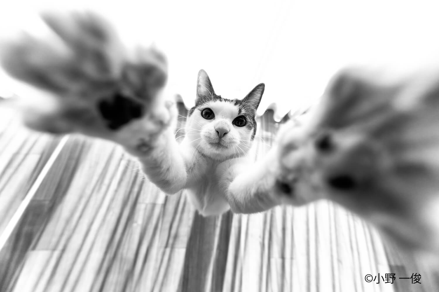 カメラに向かって両手を広げる猫の写真 by 小野一俊
