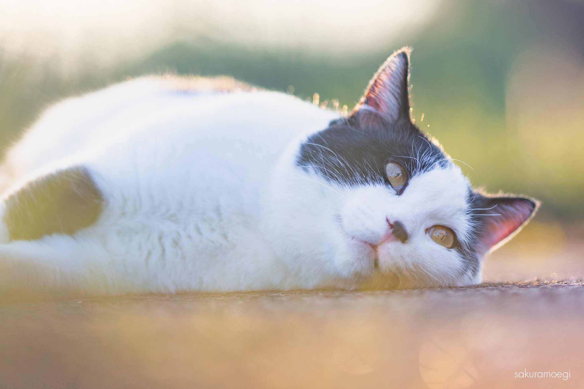 地面に寝転ぶ外猫の写真 by 猫写真家さくらもえぎ