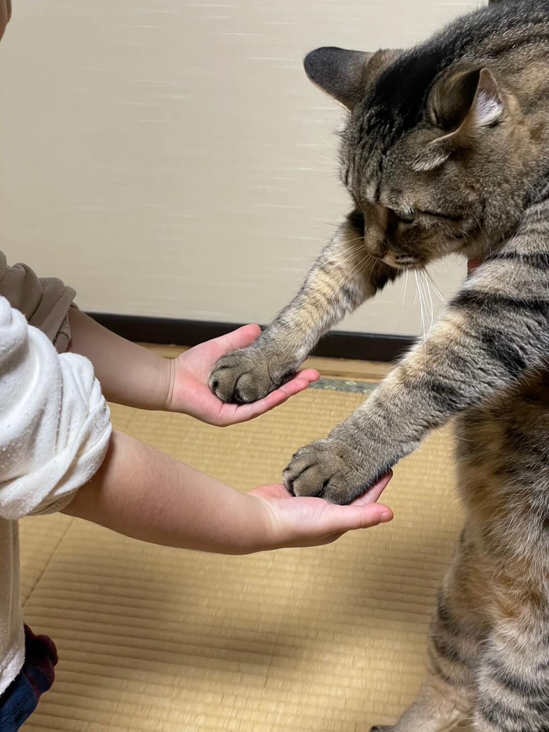 人間の子どもに手を握られてダンスさせられる猫