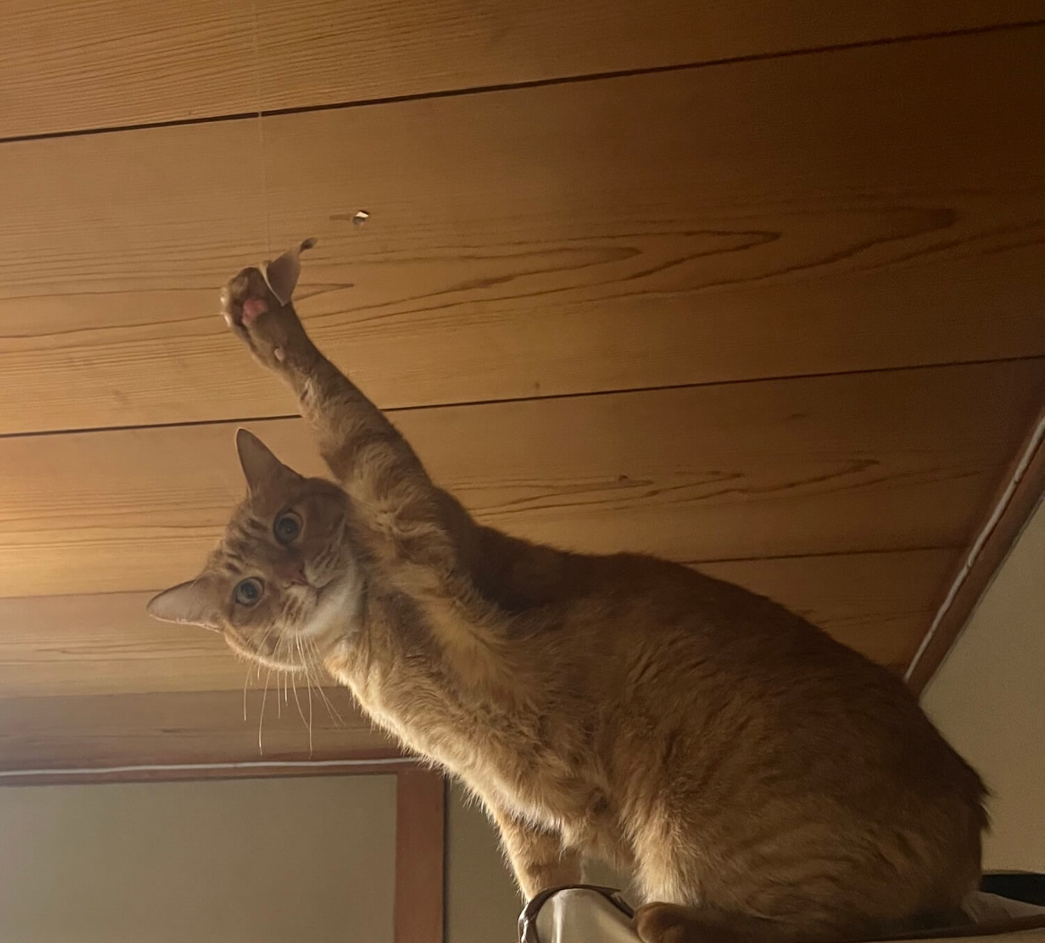火災警報器の紐を引っ張る猫