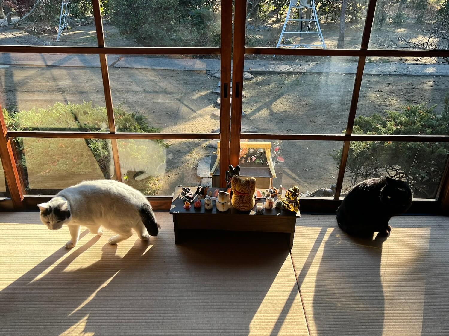 松壽山不徹寺にいる黒猫の織部と、白猫の白樂