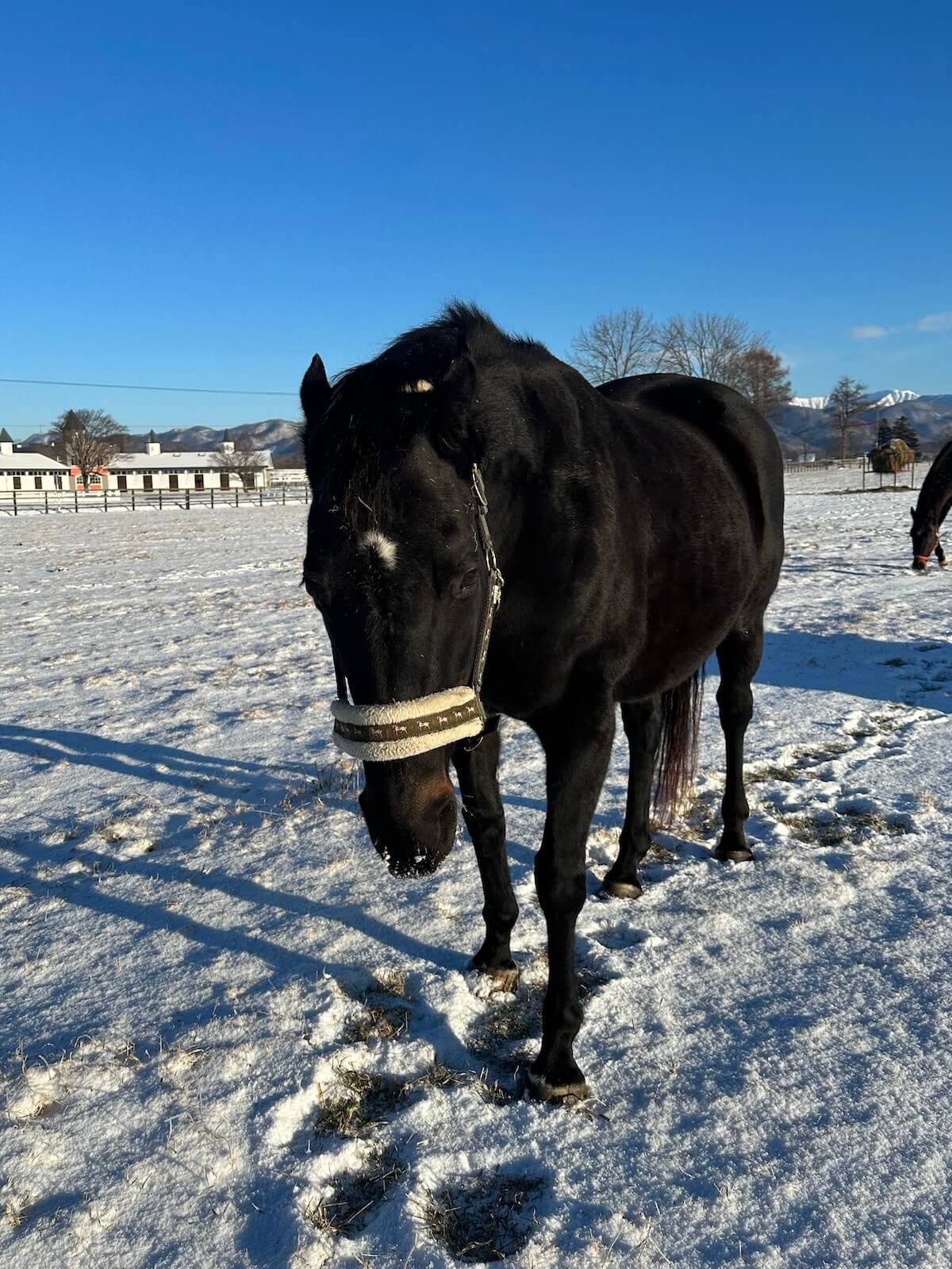雪が積もった冬の富菜牧場で過ごす競走馬
