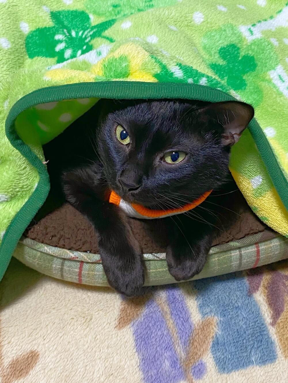 毛布にくるまる黒猫のジャムカくん