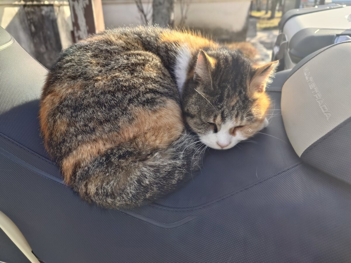 バイクのシートに丸まって眠る猫