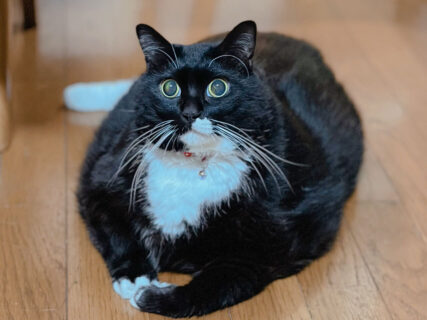 超ビッグボディな猫のソプラノ君、そのぽっちゃり体型の理由は…盲目で運動が苦手な猫ちゃんだった