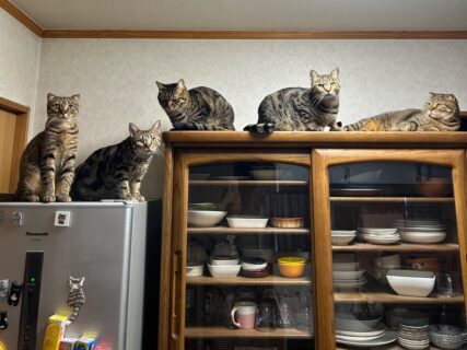 ここで猫の集会がはじまるのか…？食器棚の上で密会する5匹の猫たちを発見→その謎の行動に迫る
