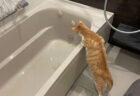 お風呂のお湯はりを見守るのがマイブームな猫ちゃん、その後ろ姿が可愛すぎるとネットで大反響