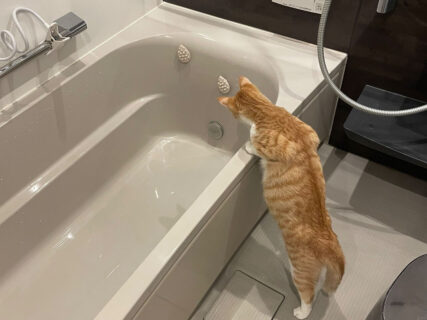 お風呂のお湯はりを見守るのがマイブームな猫ちゃん、その後ろ姿が可愛すぎるとネットで大反響