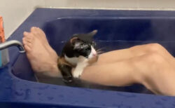 お風呂に入るのが大好きな三毛猫のチコちゃん、お湯に浸かっている姿が人間みたいでシュールすぎる