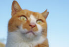 魔王みたいな顔をした猫ちゃんがコワすぎる！飼い主さんも思わずビビった写真に「2.4万いいね」