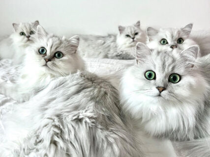 見た目がそっくりな猫ちゃんたち！12匹のチンチラシルバーと暮らす飼い主さんが感じる、一番大変なお世話とは？