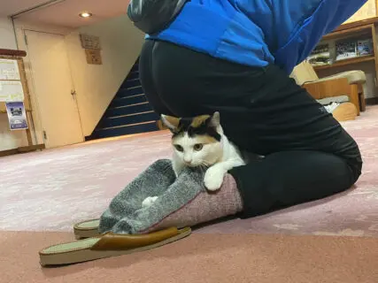 温泉旅館の看板ネコが編み出した斬新な接客スタイル「かかと温め係」、その誕生秘話と魅力に迫る