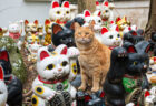 猫は招き猫のことをどう思ってるの？写真家が神社で遭遇したミステリアスな光景にそのヒントがあった