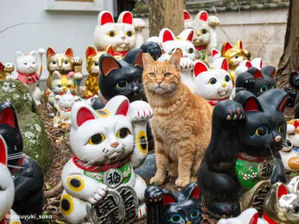 猫は招き猫のことをどう思ってるの？写真家が神社で遭遇したミステリアスな光景にそのヒントがあった