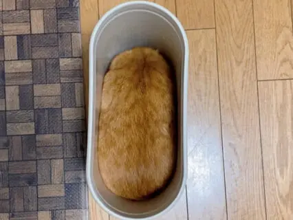 もはや猫ではなく「いなり寿司」みたい？ゴミ箱にシンデレラフィットした茶トラ猫の姿が可愛すぎる