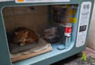 広州の路地裏で見つけた街猫ボックスとは？野良猫に寝床やフードを提供、QRコードで寄付できる仕組みも