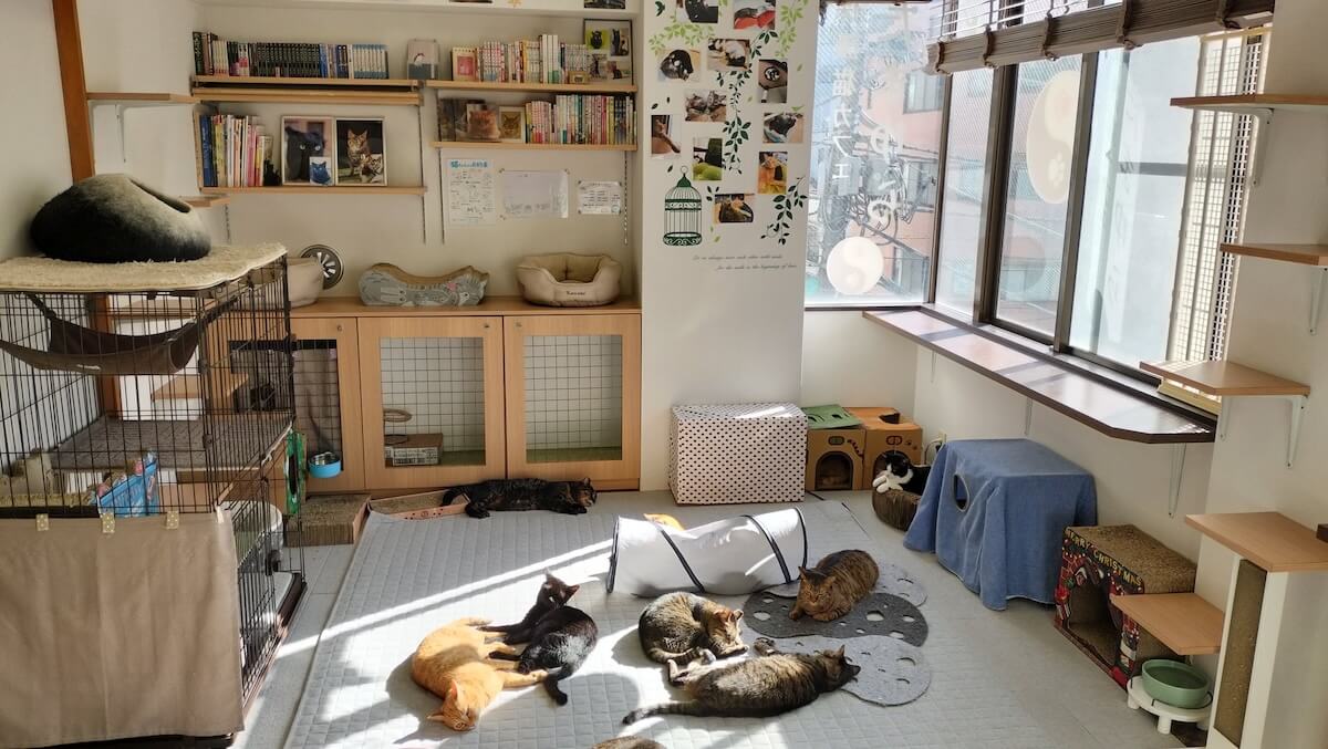 東京・人形町にある保護猫カフェ「たまゆら」店内イメージ
