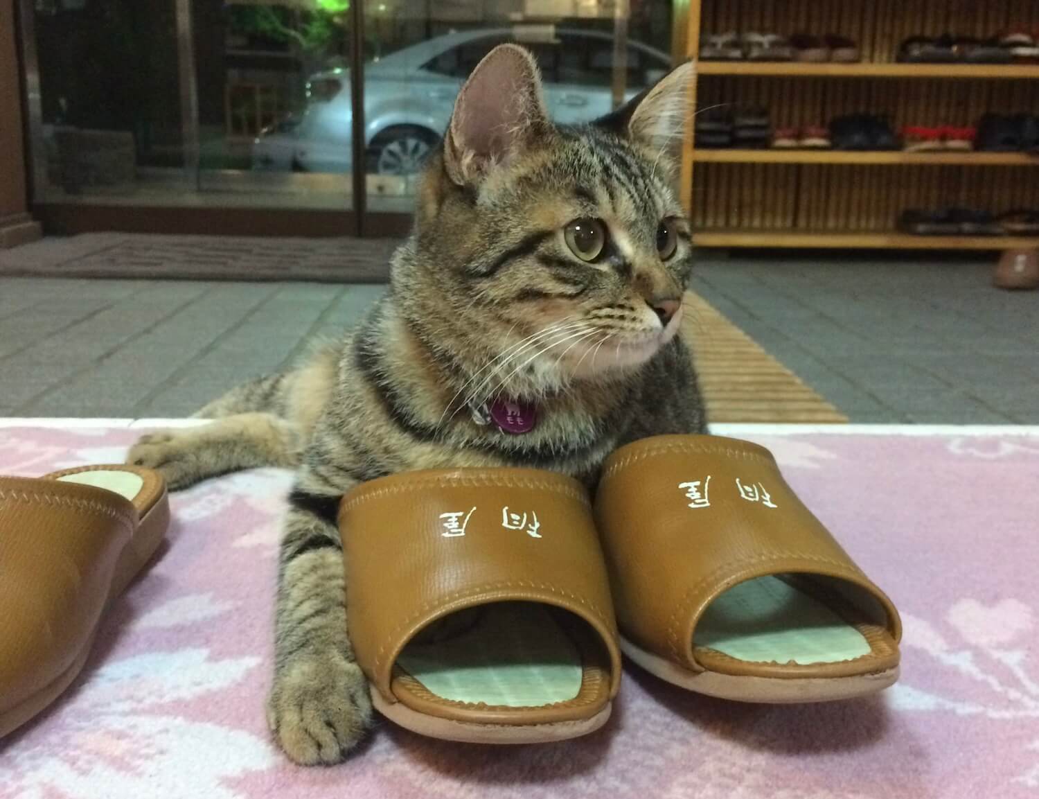 スリッパを温める桐屋旅館の看板猫