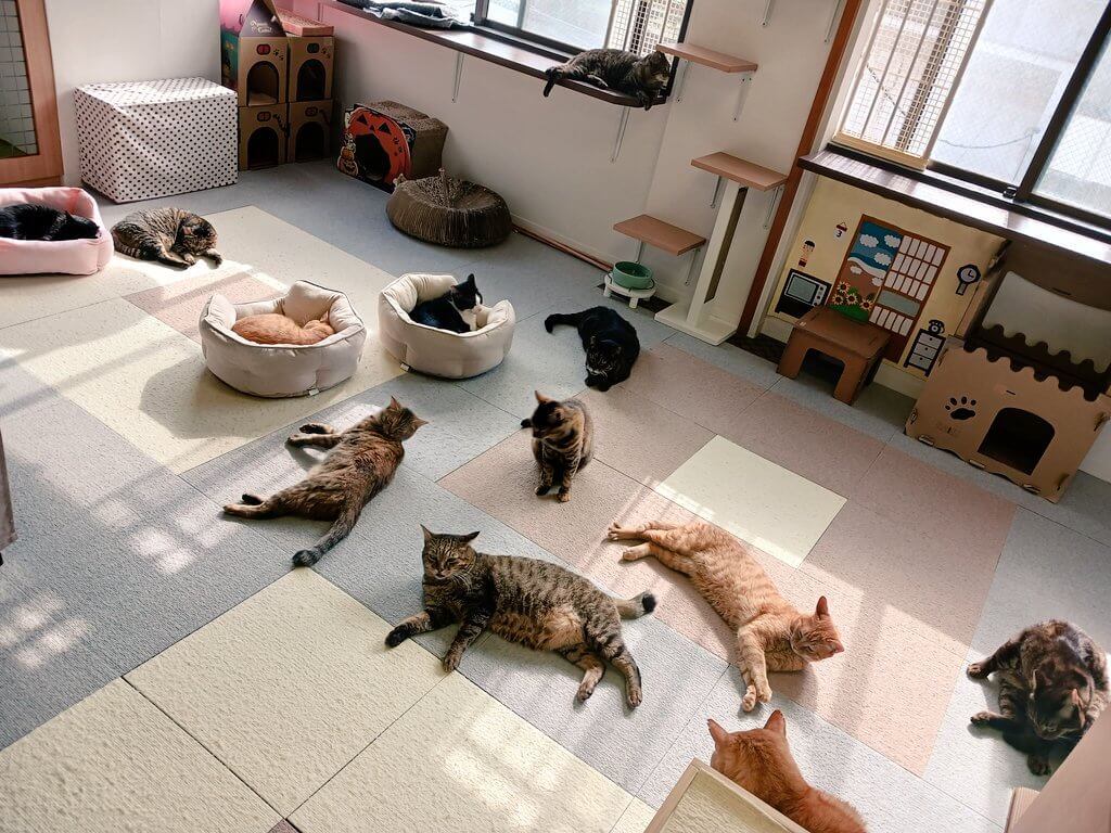 保護猫カフェ「たまゆら」で過ごす猫たち