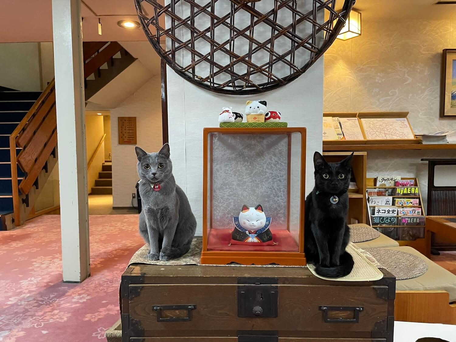 桐屋旅館のロビーで置物のように座る2匹の猫